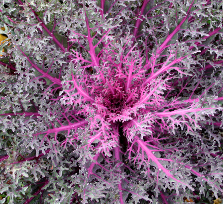 brassica-oleracea-peacock-red-flowering-kale