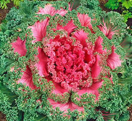 brassica-oleracea-red-kamome-flowering-kale