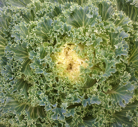 brassica-oleracea-white-kale