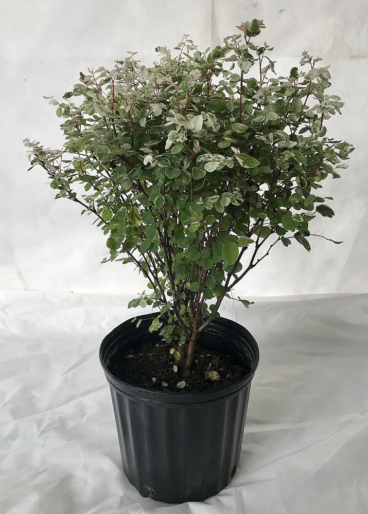 breynia-disticha-nana-dwarf-snow-on-the-mountain-dwarf-snowbush