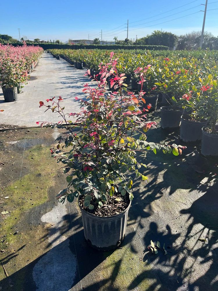 breynia-disticha-roseapicta-hawaiian-snowbush