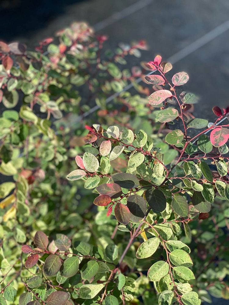 breynia-disticha-snow-on-the-mountain-snowbush