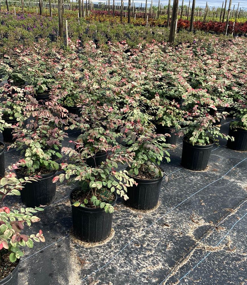 breynia-disticha-snow-on-the-mountain-snowbush
