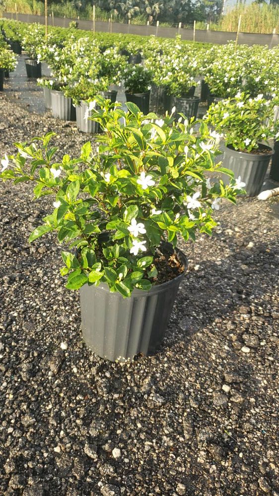 breynia-disticha-snow-on-the-mountain-snowbush