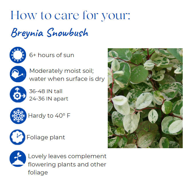 breynia-disticha-snow-on-the-mountain-snowbush