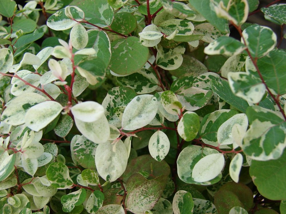 breynia-disticha-snow-on-the-mountain-snowbush