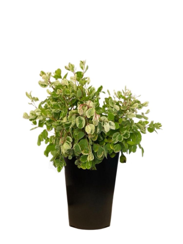 breynia-disticha-snow-on-the-mountain-snowbush