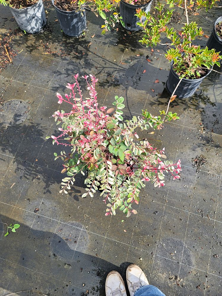 breynia-disticha-snow-on-the-mountain-snowbush