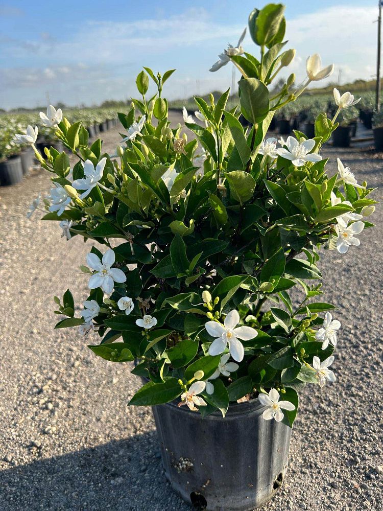 breynia-disticha-snow-on-the-mountain-snowbush