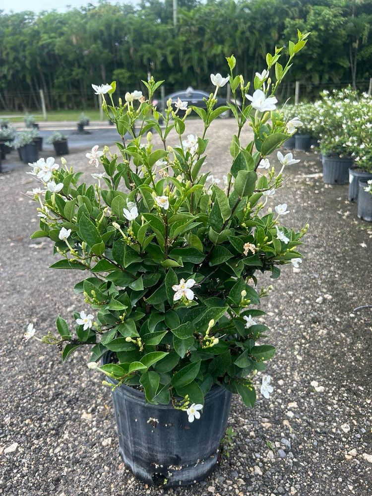 breynia-disticha-snow-on-the-mountain-snowbush
