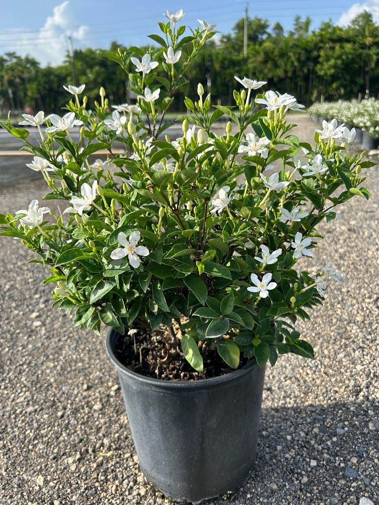 breynia-disticha-snow-on-the-mountain-snowbush