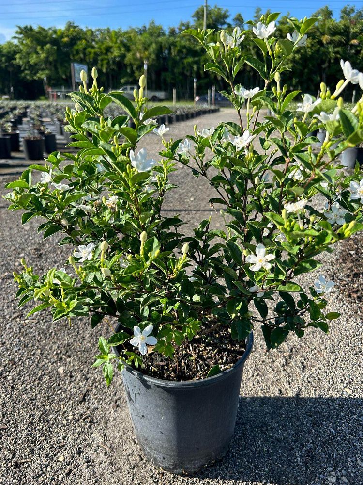 breynia-disticha-snow-on-the-mountain-snowbush