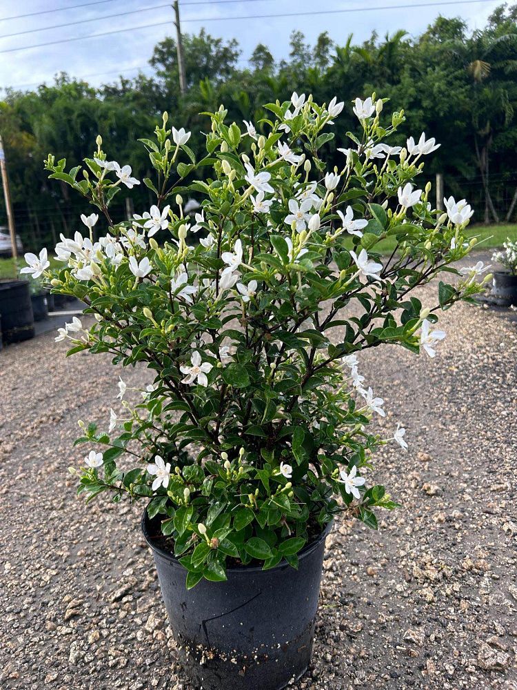 breynia-disticha-snow-on-the-mountain-snowbush