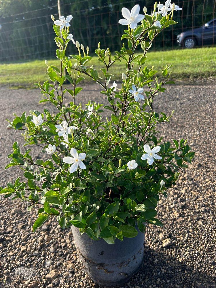 breynia-disticha-snow-on-the-mountain-snowbush