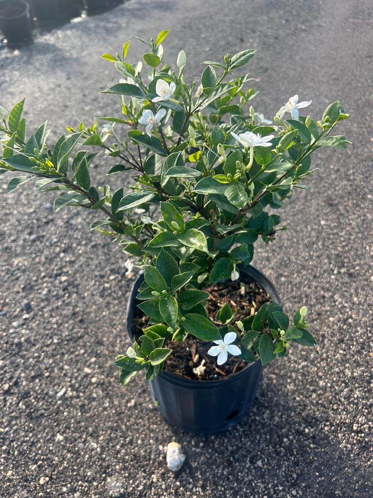 breynia-disticha-snow-on-the-mountain-snowbush