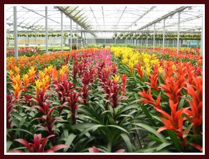 bromeliad