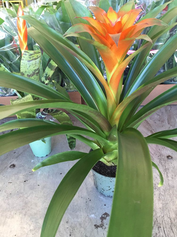 bromeliad