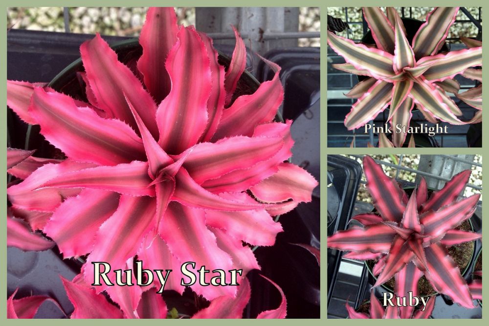 bromeliad