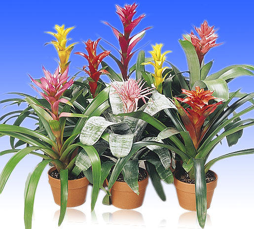 bromeliad