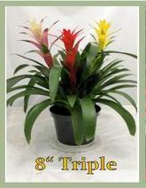 bromeliad