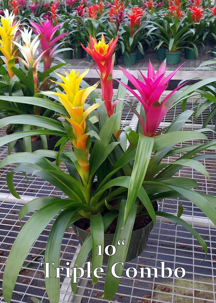 bromeliad