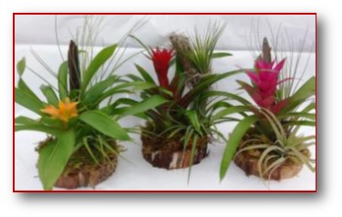 bromeliad