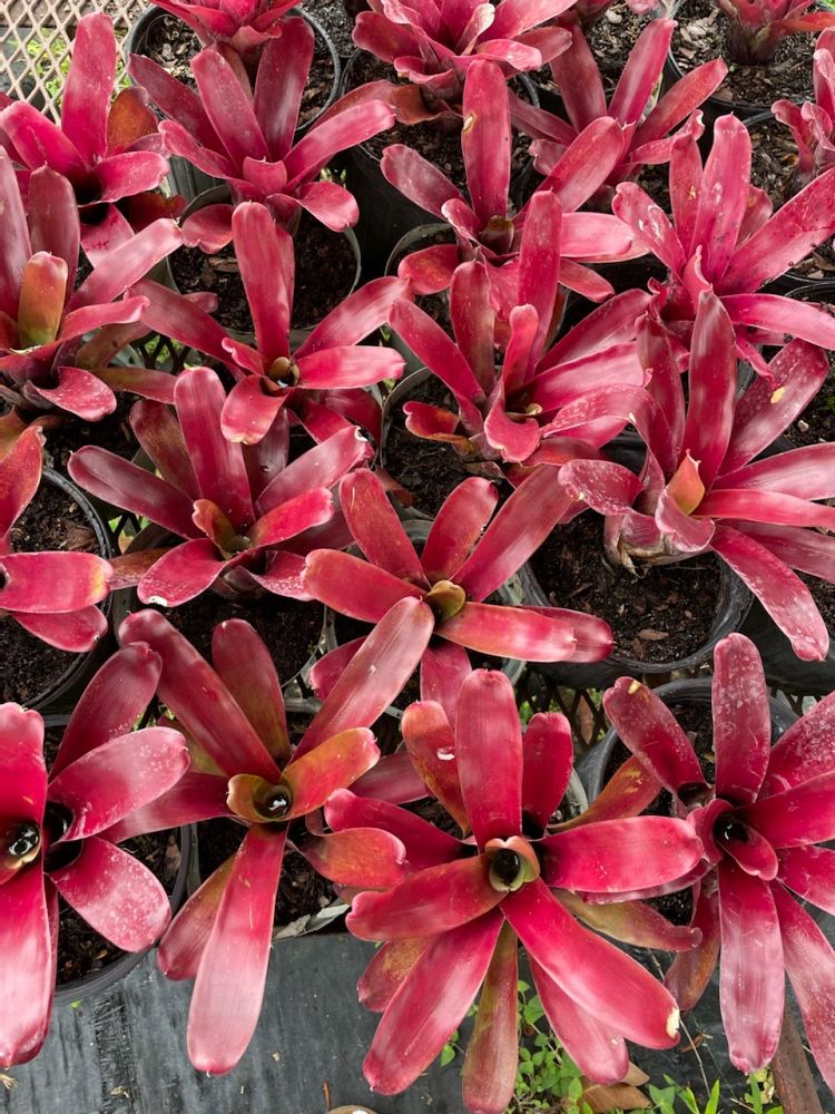 bromeliad