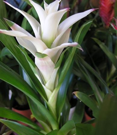 bromeliad