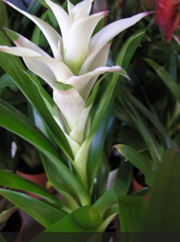 bromeliad