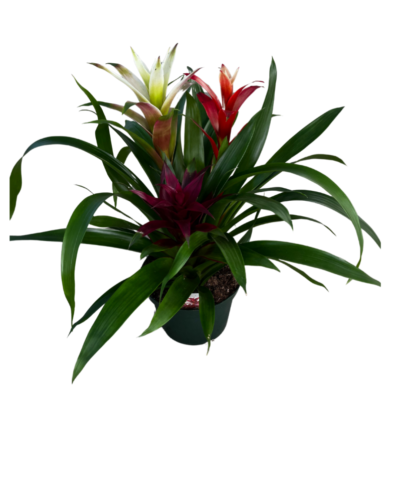 bromeliad