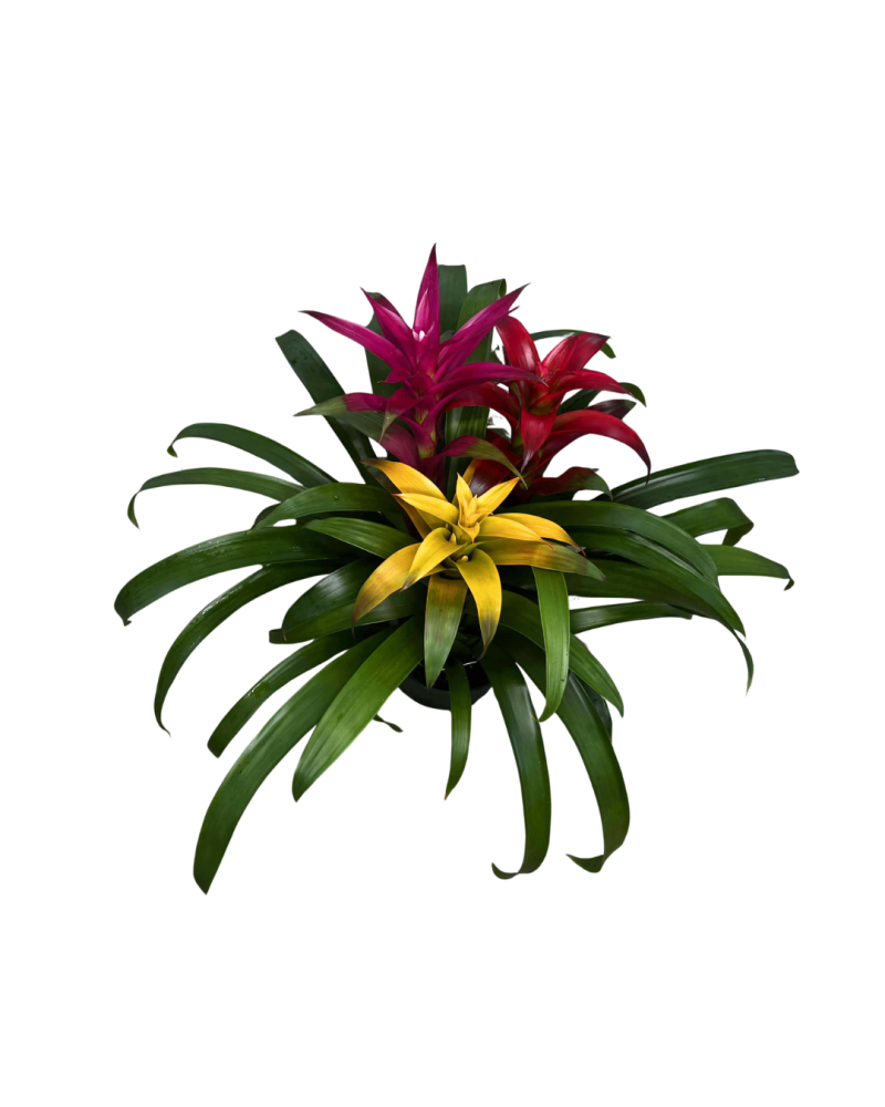 bromeliad
