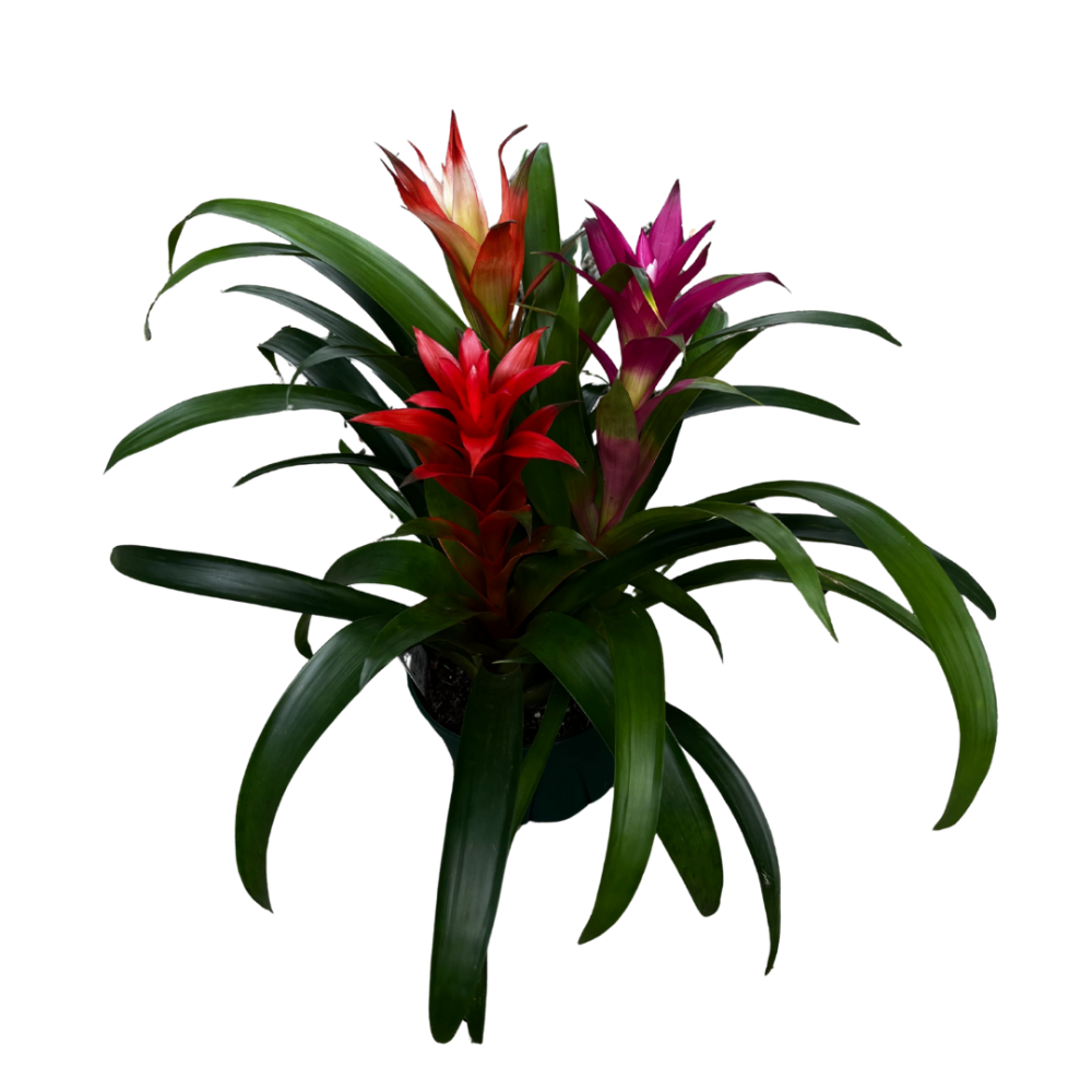 bromeliad