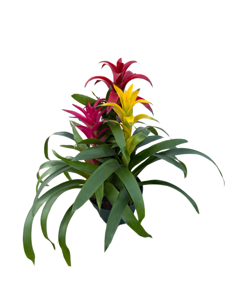 bromeliad