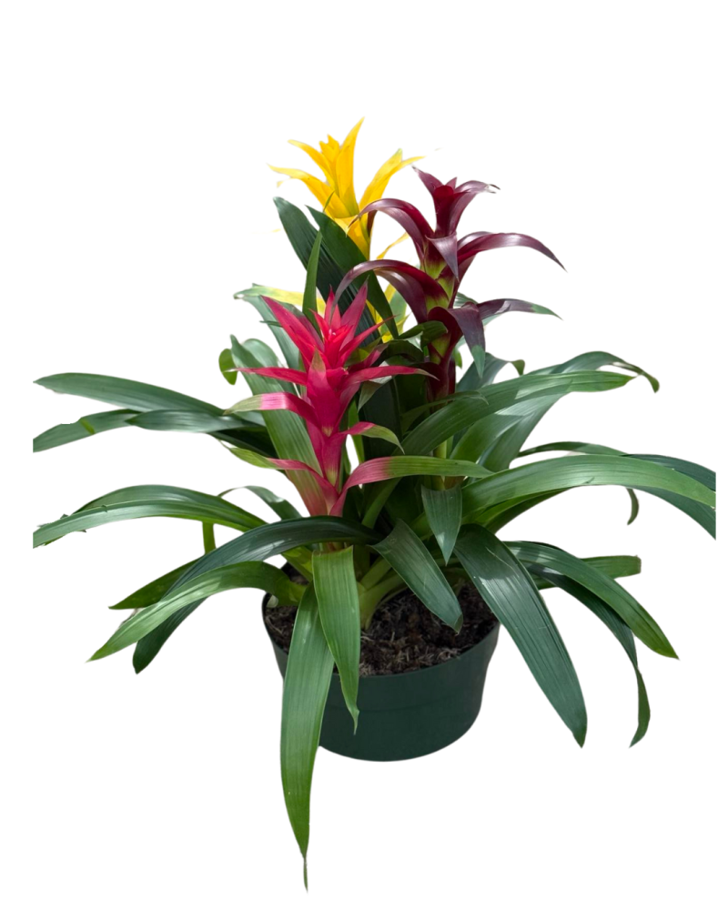 bromeliad