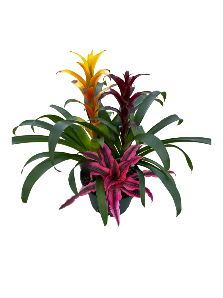 bromeliad