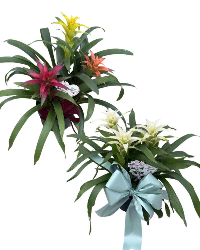 bromeliad