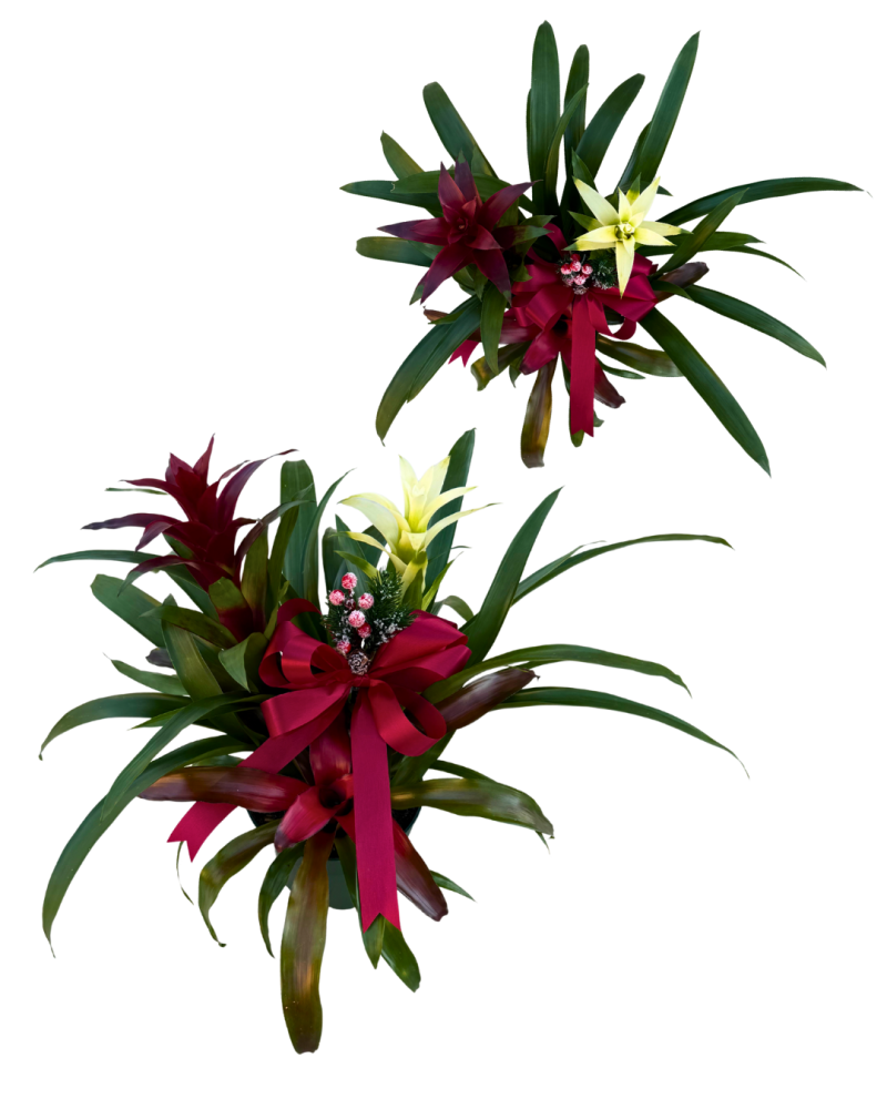 bromeliad