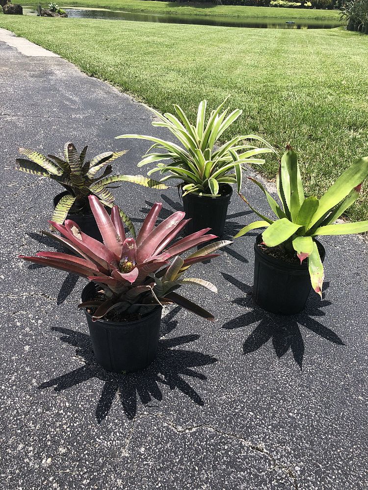 bromeliads-assorted