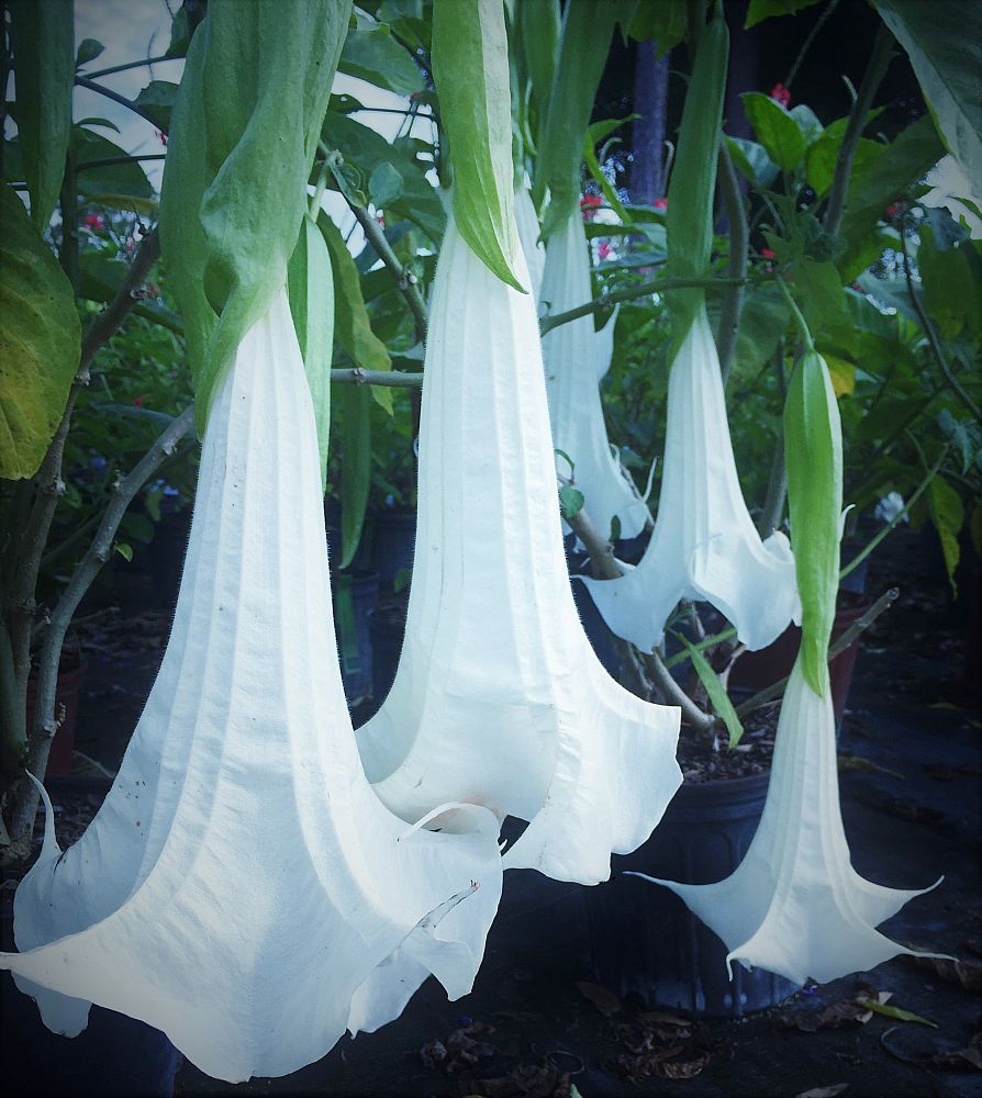 brugmansia-adieu-angel-s-trumpet