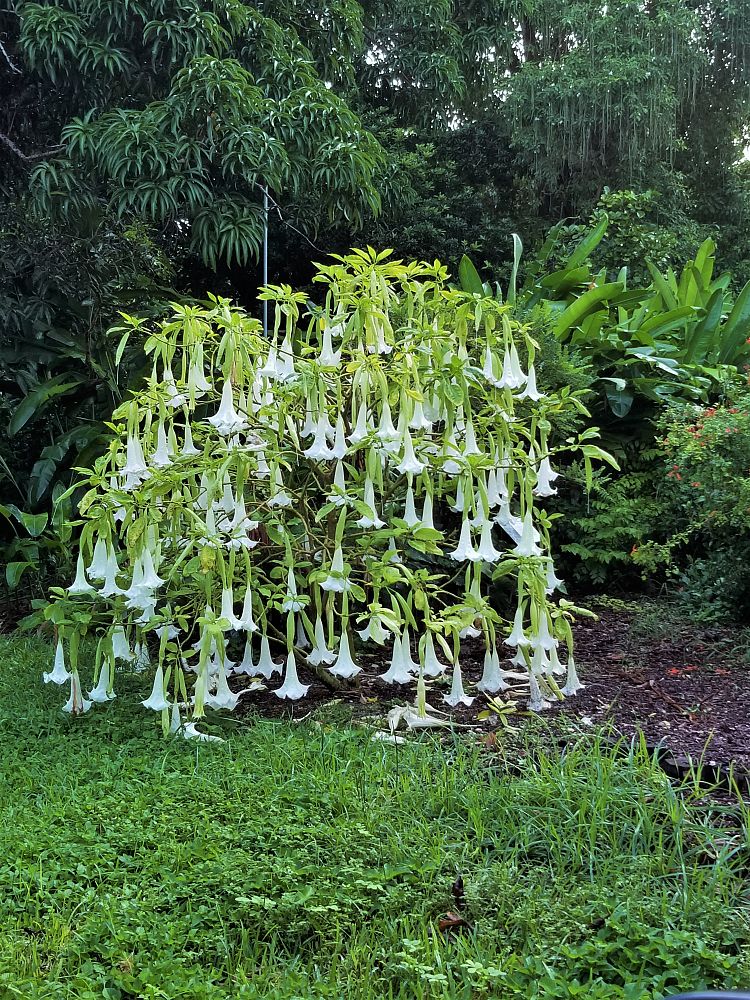 brugmansia-adieu-angel-s-trumpet