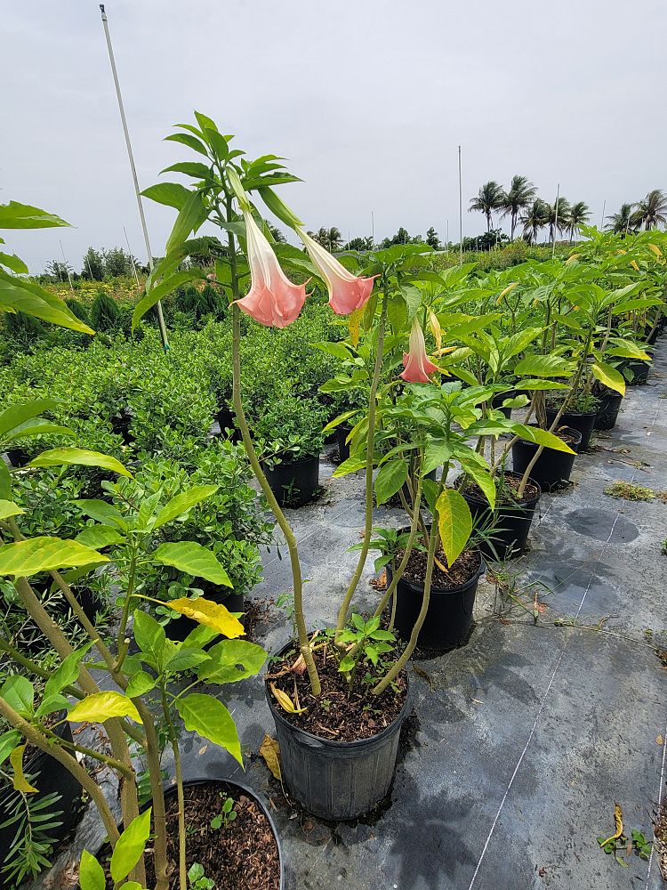 brugmansia-adieu-angel-s-trumpet