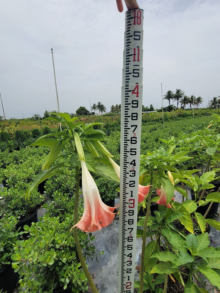 brugmansia-adieu-angel-s-trumpet