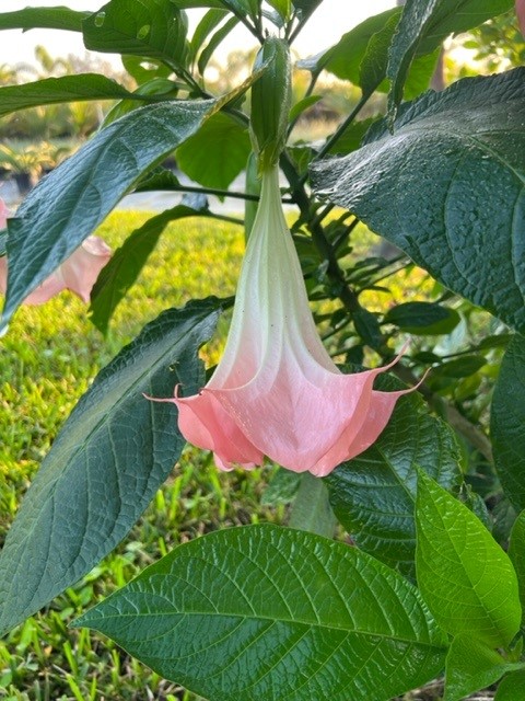 brugmansia-angel-s-trumpet