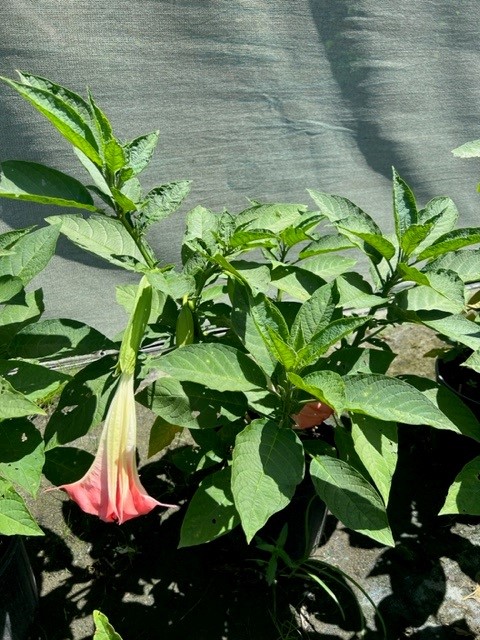 brugmansia-angel-s-trumpet