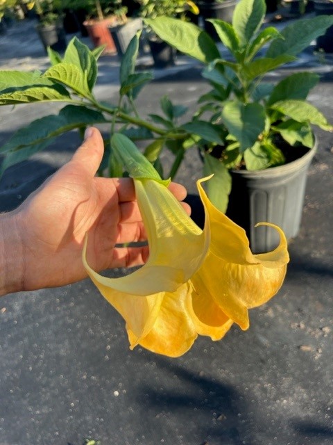 brugmansia-angel-s-trumpet