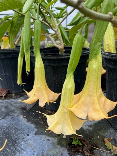 brugmansia-angel-s-trumpet