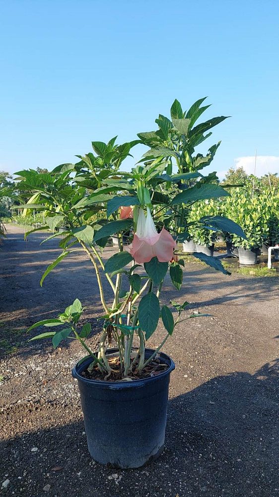 brugmansia-angel-s-trumpet