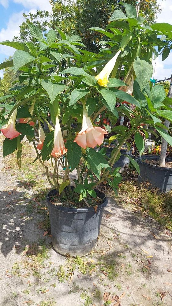 brugmansia-angel-s-trumpet