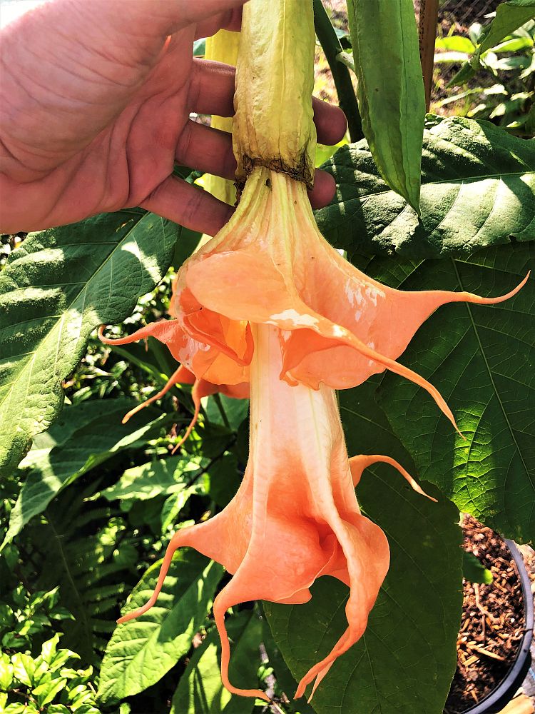 brugmansia-angel-s-trumpet