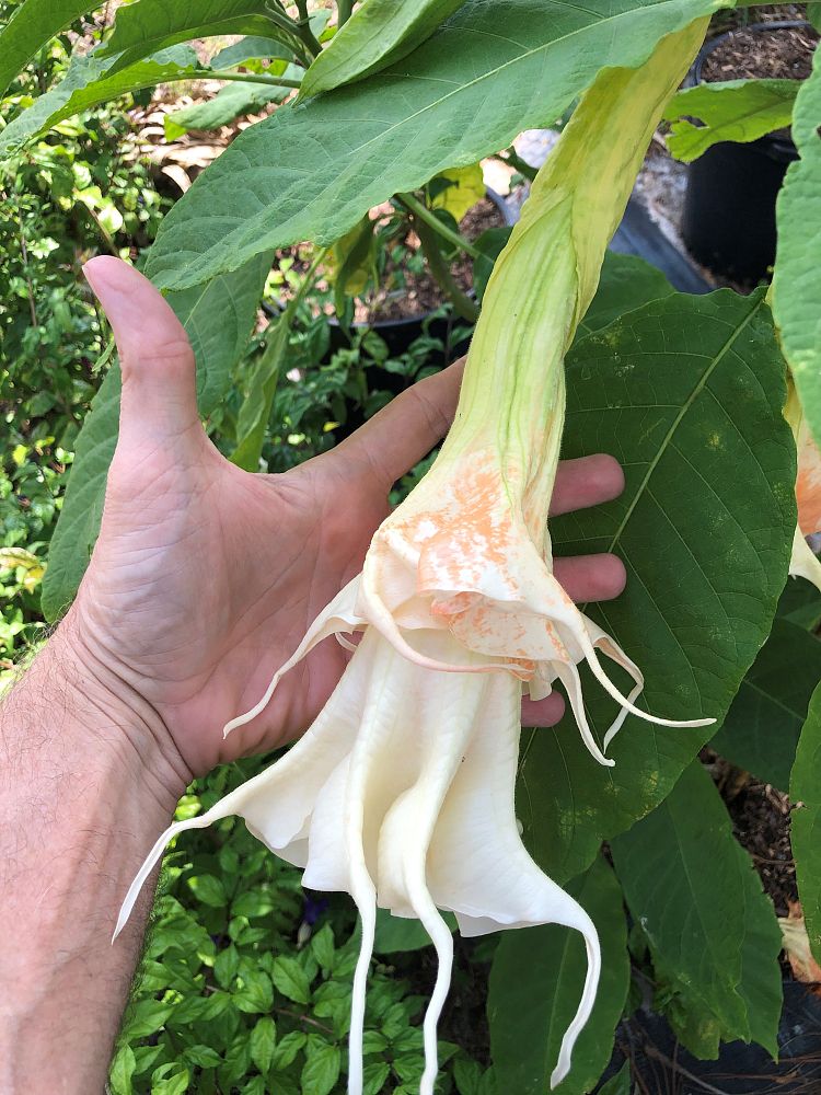brugmansia-angel-s-trumpet